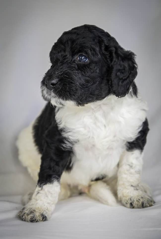 Goldendoodles F1b