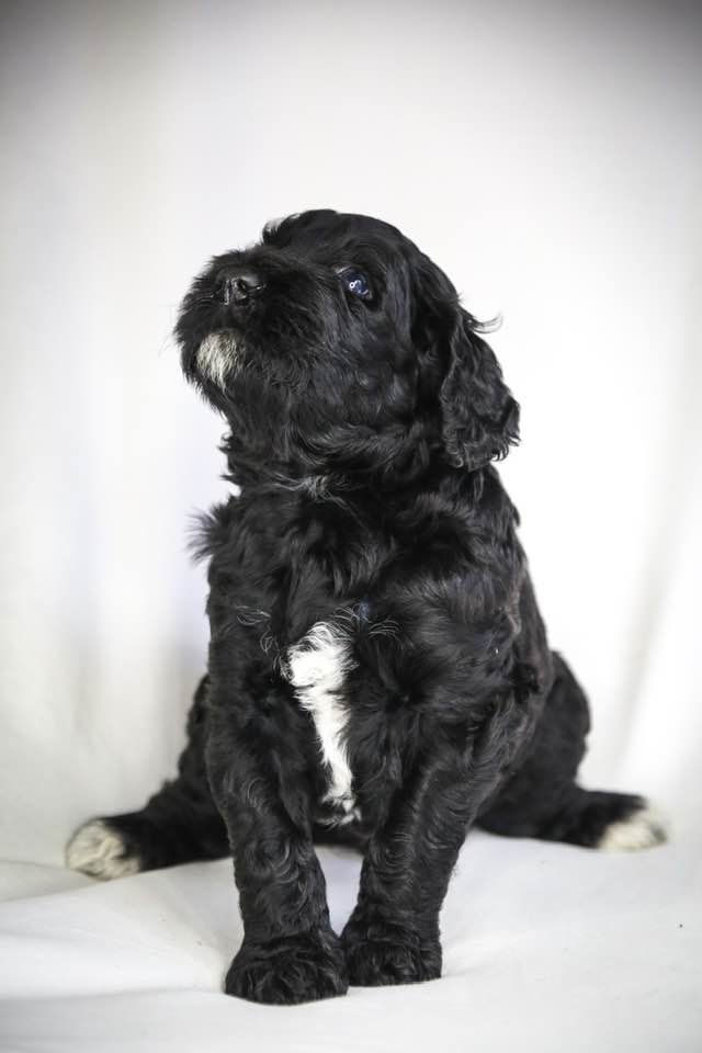 Goldendoodles F1b