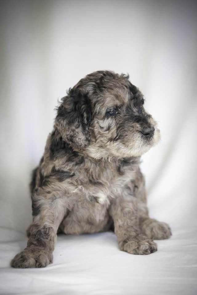 Goldendoodles F1b