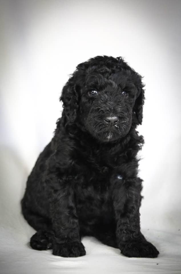 Goldendoodles F1b