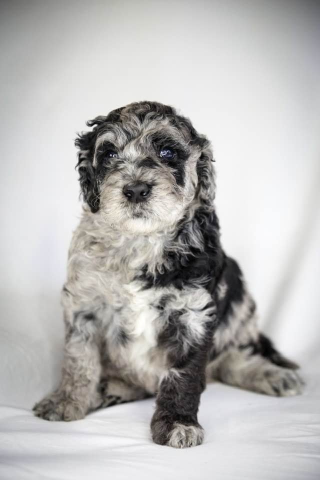 Goldendoodles F1b